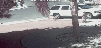 5347348454.gif