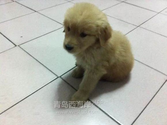 我的大女儿是个金毛，她预产期比我早一个月！