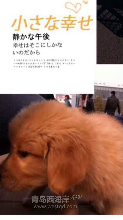 我的大女儿是个金毛，她预产期比我早一个月！