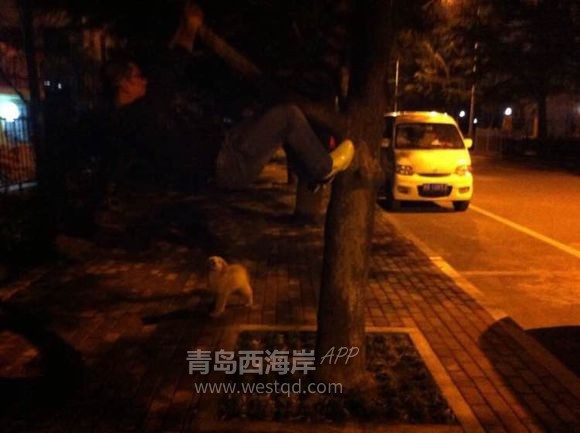 我的大女儿是个金毛，她预产期比我早一个月！