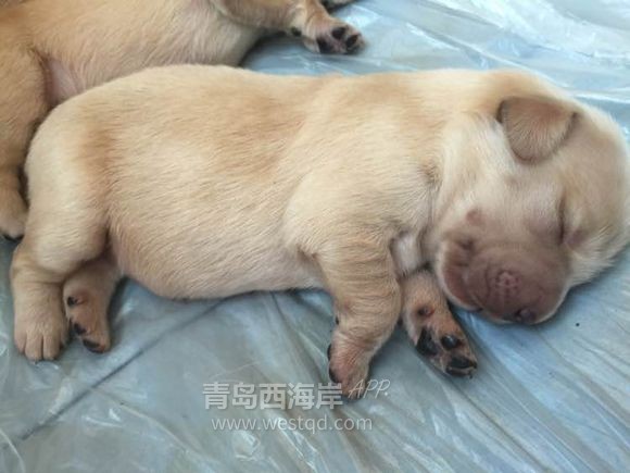 我的大女儿是个金毛，她预产期比我早一个月！