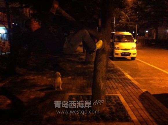 我的大女儿是个金毛，她预产期比我早一个月！