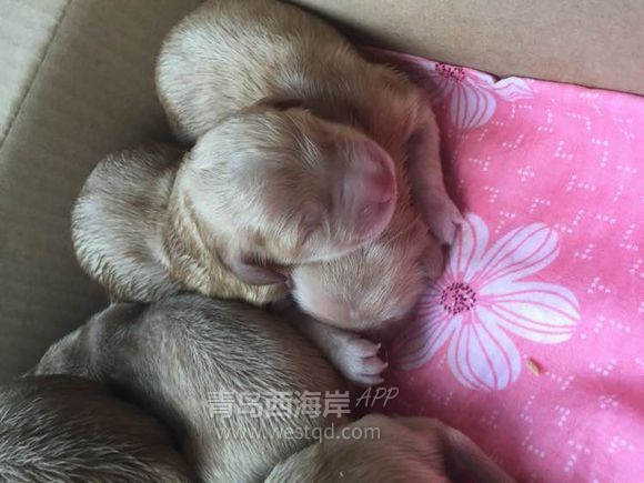 [母婴亲子]金子的母爱和成长