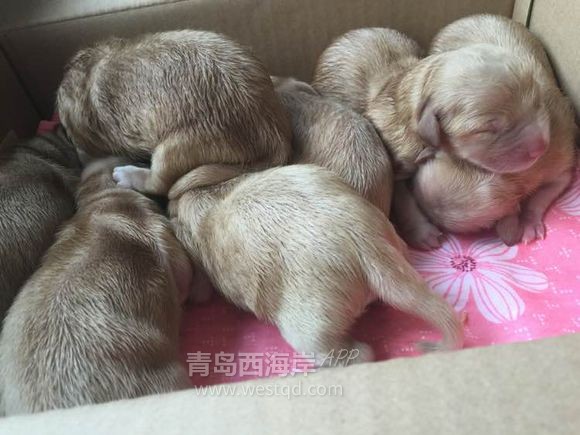 [母婴亲子]金子的母爱和成长