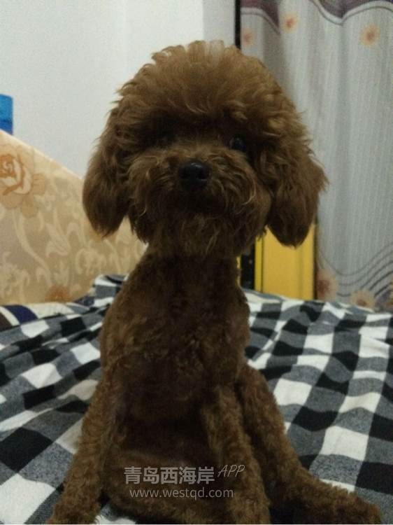 [宠物乐园]谁给介绍一家开发区比较靠谱的宠