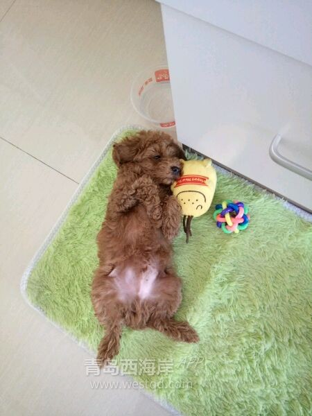 [宠物乐园]谁给介绍一家开发区比较靠谱的宠