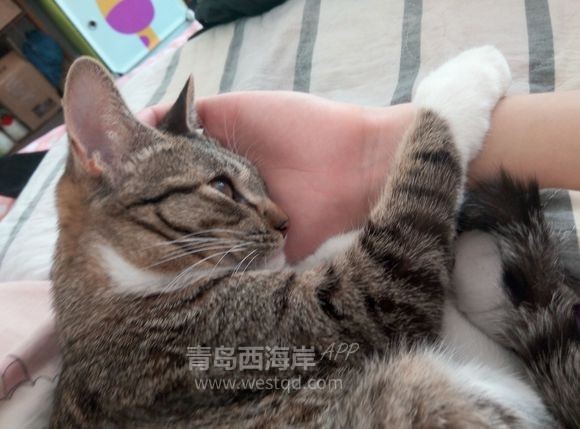 给我家小喵寻一门亲事。小母喵