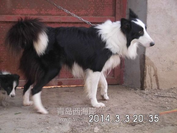 出来遛狗
