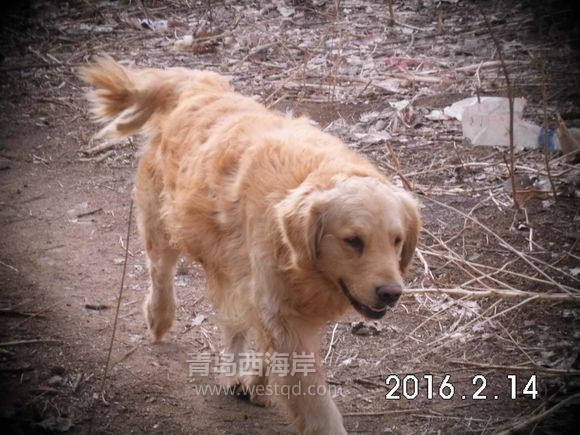 出来遛狗