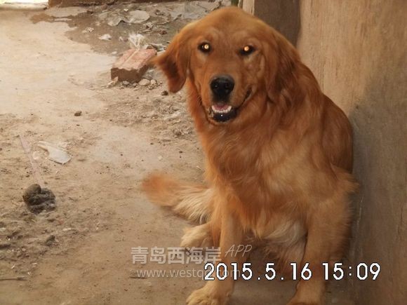 出来遛狗