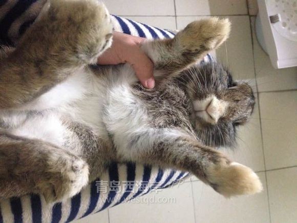 [宠物乐园]过年回家啦！！开发区兔子荷兰猪免费领养