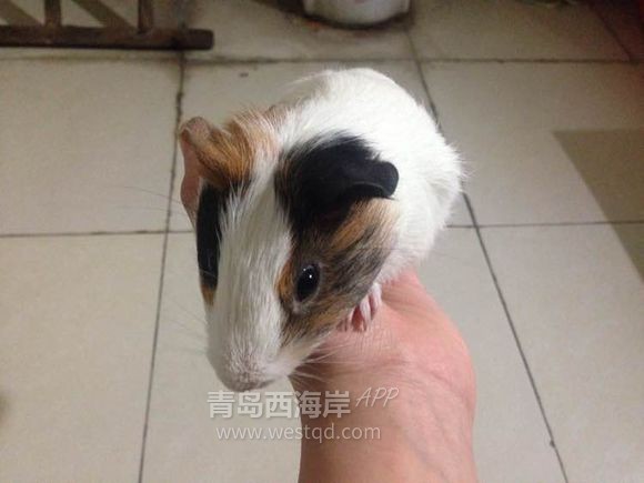 [宠物乐园]过年回家啦！！开发区兔子荷兰猪免费领养