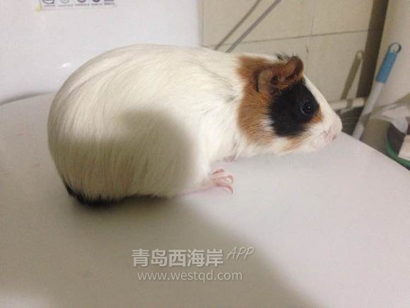 [宠物乐园]过年回家啦！！开发区兔子荷兰猪免费领养