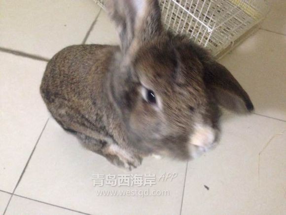 [宠物乐园]过年回家啦！！开发区兔子荷兰猪免费领养