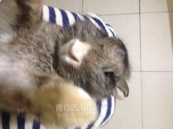 [宠物乐园]过年回家啦！！开发区兔子荷兰猪免费领养