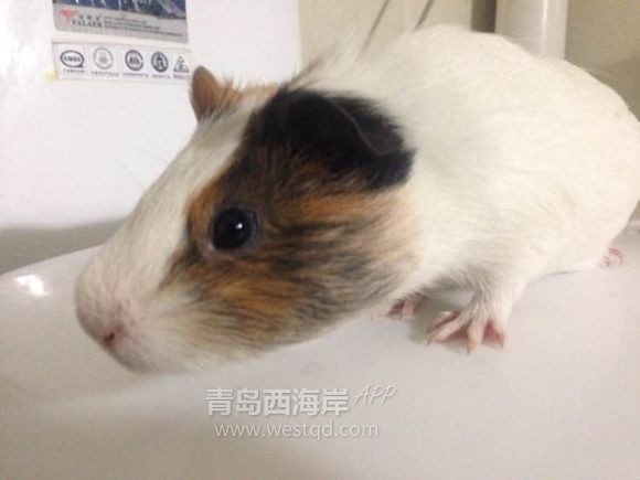 [宠物乐园]过年回家啦！！开发区兔子荷兰猪免费领养