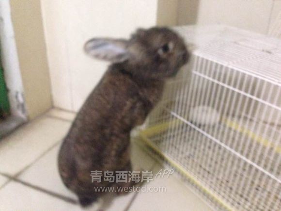 [宠物乐园]过年回家啦！！开发区兔子荷兰猪免费领养