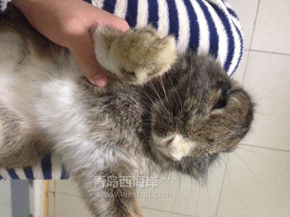 [宠物乐园]过年回家啦！！开发区兔子荷兰猪免费领养