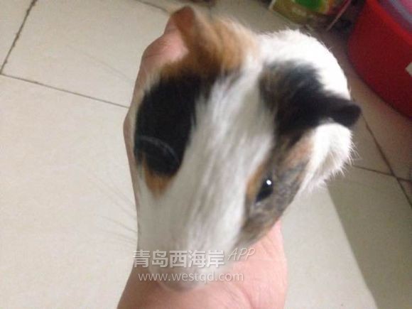 [宠物乐园]过年回家啦！！开发区兔子荷兰猪免费领养