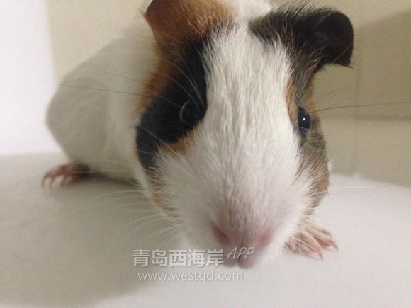 [宠物乐园]过年回家啦！！开发区兔子荷兰猪免费领养