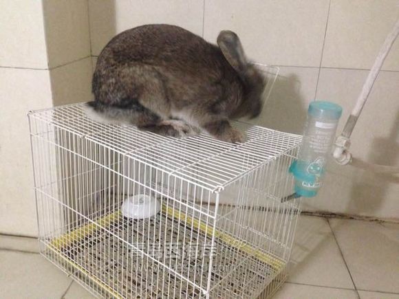[宠物乐园]过年回家啦！！开发区兔子荷兰猪免费领养