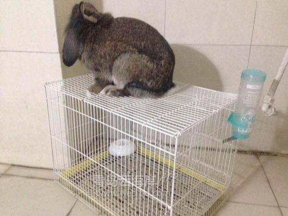 [宠物乐园]过年回家啦！！开发区兔子荷兰猪免费领养