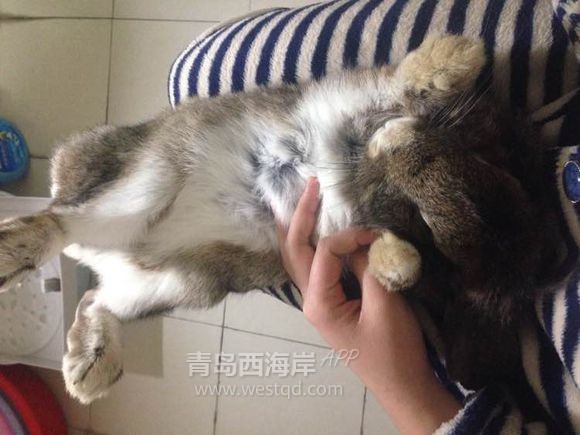 [宠物乐园]过年回家啦！！开发区兔子荷兰猪免费领养