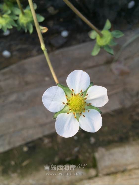 踏春出游 这个地方错过了我觉得怪可惜的。。。