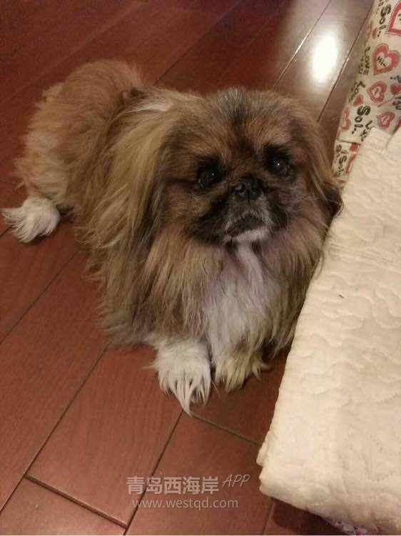 急寻爱犬！2月15日中午于唐岛湾石油大学南门丢失。