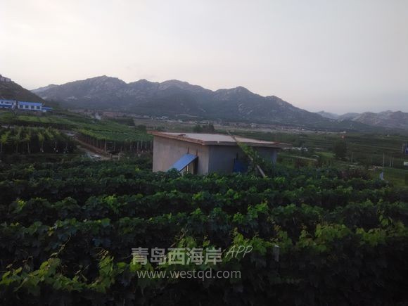 自拍家乡美-----大泽山