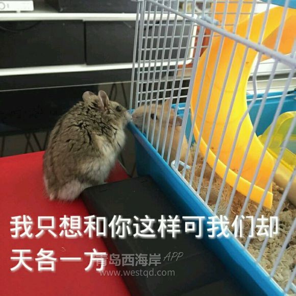 黄岛有木有适合开小吃店的地方啊