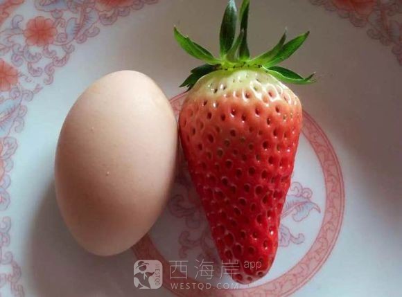 有木有小伙伴，一起去摘草莓啊，好喜欢吃。