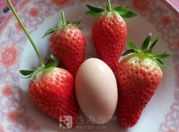 有木有小伙伴，一起去摘草莓啊，好喜欢吃。