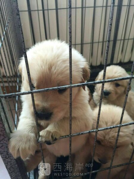 [生活杂谈]最后两只！求带走！