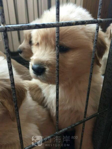 [生活杂谈]最后两只！求带走！