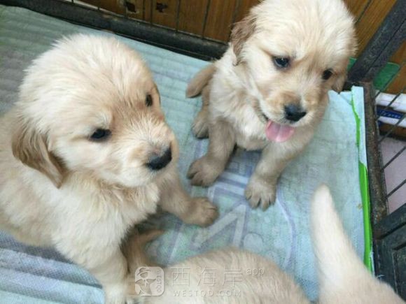 [生活杂谈]最后两只！求带走！