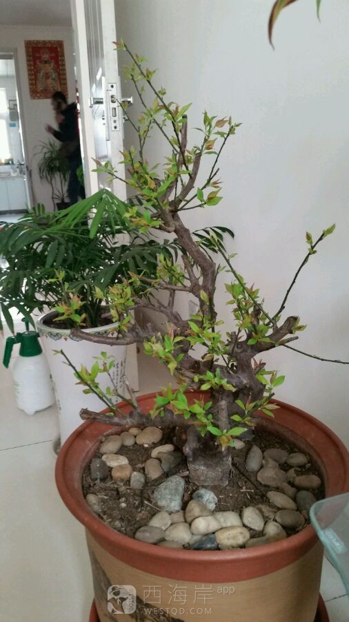 弱弱的问一句，我们黄岛哪里有卖小花盆、小盆栽花卉一类的