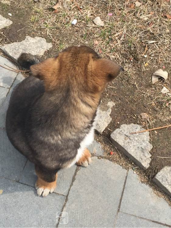 谁知道这是什么狗狗