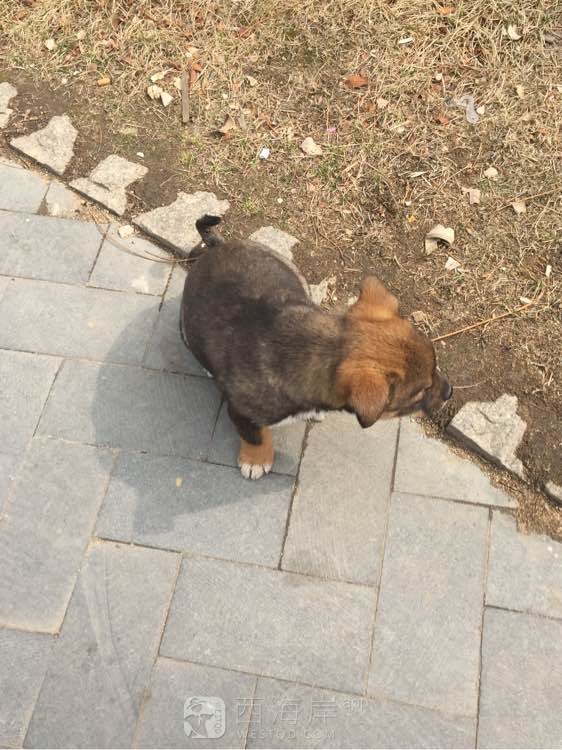 谁知道这是什么狗狗