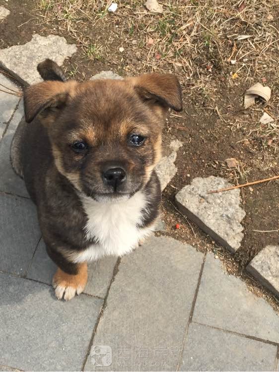 谁知道这是什么狗狗