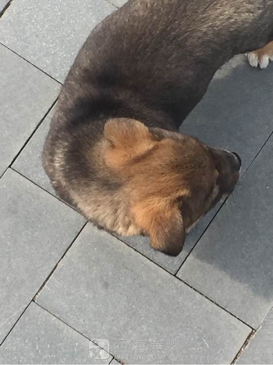 谁知道这是什么狗狗