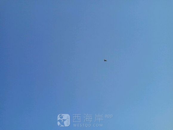 鸟类的灾难