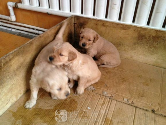 [宠物乐园]都来说说各位吧友们都喜欢什么品种的狗狗