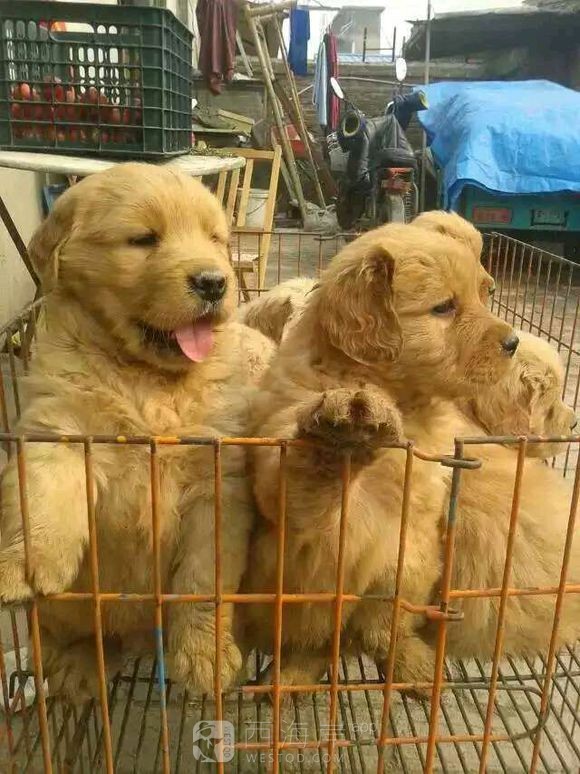 [宠物乐园]都来说说各位吧友们都喜欢什么品种的狗狗