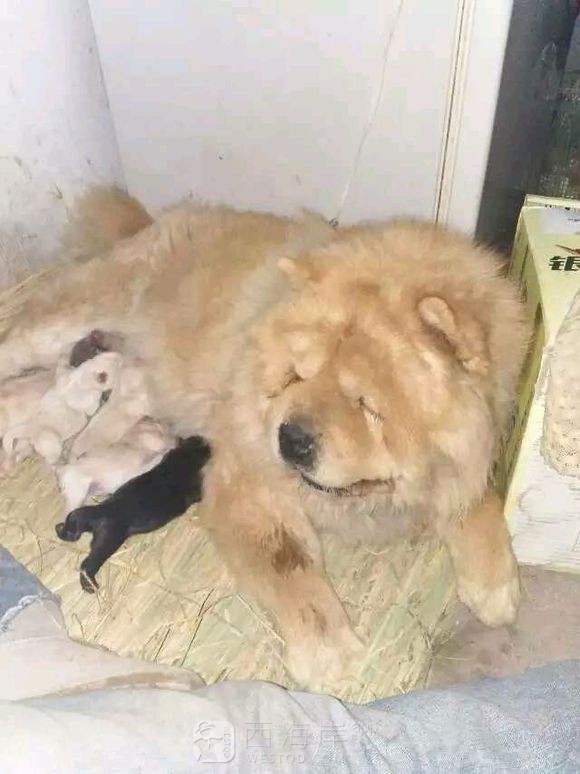 [宠物乐园]都来说说各位吧友们都喜欢什么品种的狗狗