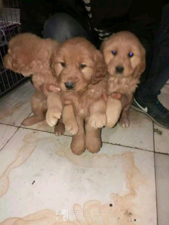 [宠物乐园]都来说说各位吧友们都喜欢什么品种的狗狗