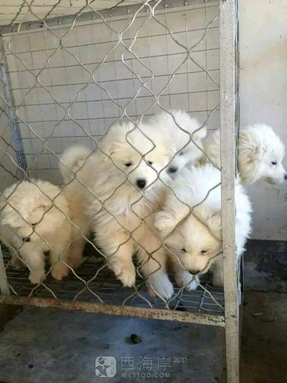 [宠物乐园]都来说说各位吧友们都喜欢什么品种的狗狗