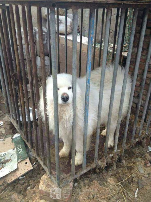 [宠物乐园]都来说说各位吧友们都喜欢什么品种的狗狗