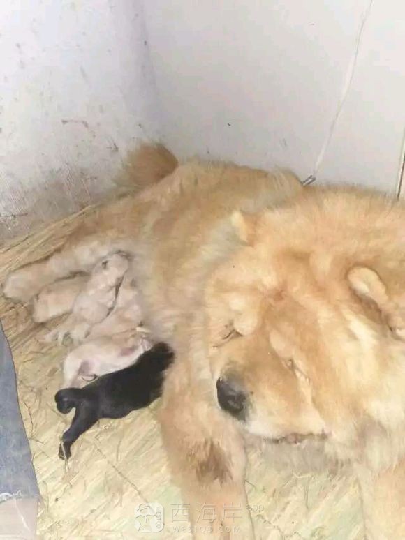 [宠物乐园]都来说说各位吧友们都喜欢什么品种的狗狗