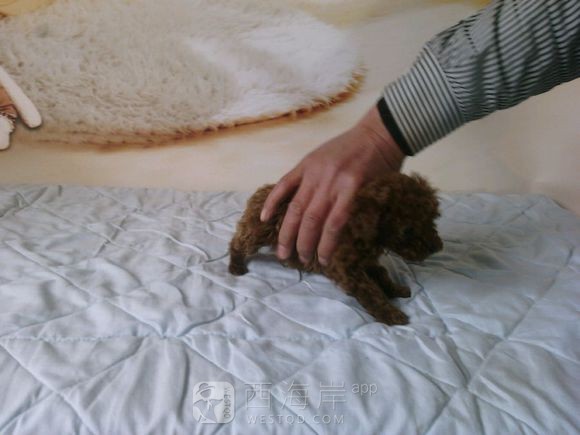 [宠物乐园]都来说说各位吧友们都喜欢什么品种的狗狗